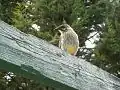 Showing Lemon-Yellow plumage