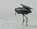 في لونغ كي ستيت بارك