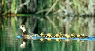 female with young
