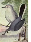 رسمٌ قديم لذكر وأنثى