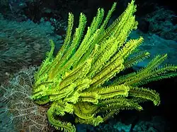من  Apo Reef  ، بالفليبين