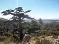 شجرة الأرز في الضفة الأخرى من جبل الرفاعة