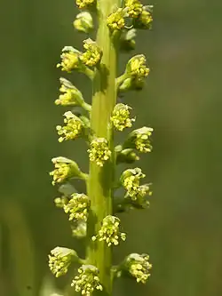 نورة البليحاء المصفرة