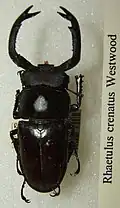 Rhaetulus crenatus