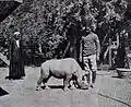 وحيد القرن في العام 1912
