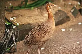 التنام أحمر الجناح