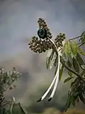 نوع ذو ريشتين للذيل طويلتين