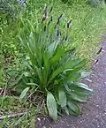 Ribwort Plantain (لِسَان الفَرْد)