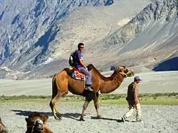 ركوب الجمل ذو السنامين في وادي نُبرة في الهند