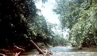A river lined by tropical vegetation. Parts of trees are lying in the water.