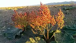 مزرعه ریواس