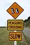 New Zealand, Penguin Crossing.