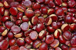 Chestnuts in spiny fruit