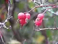 ثمار الورد البري