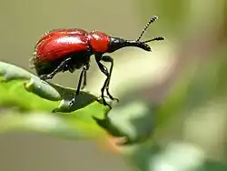 رينتشيتس بيكولور (Rhynchites bicolor)
