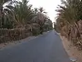 طريق وسط واحة قبلي
