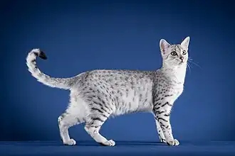 العتابي المصري ماو أسود فضي مرقط