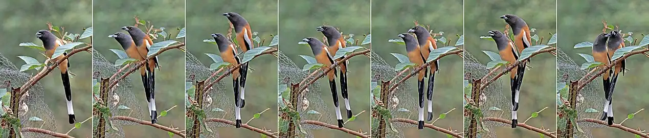 تسلسل صور يظهر سلوك المداعبة والمغازلة