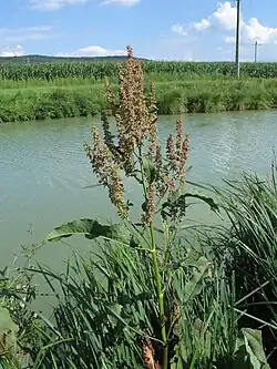 الحمّاض النهري