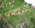 ثامر الحمّاض الدرقي