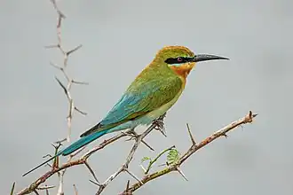 وروار أزرق الذيل (Merops philippinus)