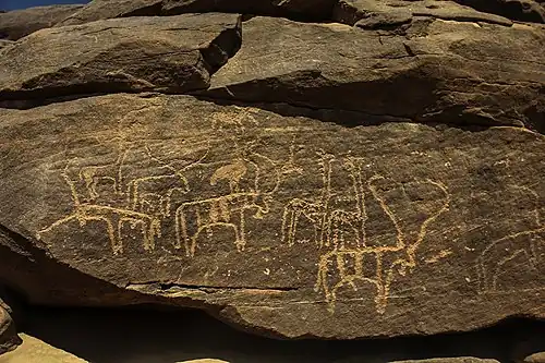 ماشية