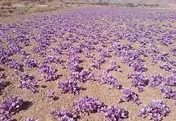 مزرعه زعفران دهستان زیبَد