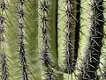 Needles of a saguaro, براديس فالي