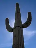 Saguaro in سكوتسديل