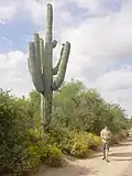 Saguaro towering over a 5&nbsp;قدم 11&nbsp;بوصة (180&nbsp;سـم) man