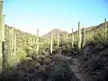 Saguaro "forest" near Tucson