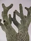 Unusually formed saguaro from Sonoran desert near Kino Bay