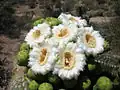 Saguaro flowers, سكوتسديل