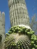 Saguaro blooming