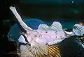 Nautichthys oculofasciatus&nbsp;&nbsp;[لغات أخرى]‏