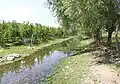 الصفصاف الأبيض على ضفاف واد سيدي ميمون بالأطلس المتوسط.
