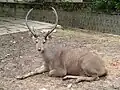 الصمبر.