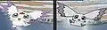 سمور (كالومون) في النسخة العربية (يمين)، وفي النسخة الأصلية (يسار)
