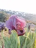 السوسنة السوداء في المنطقه