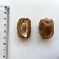 تمر من نوع برحي (سعوديّ)