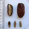 تمر من نوع خضري سعوديّ