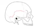 الدَرْز الحرشفي (بالإنجليزية: Squamosal suture).