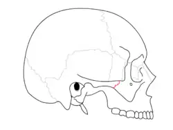 الدَرْز الصدغي الوجني (بالإنجليزية: Zygomaticotemporal suture).