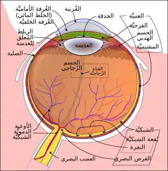 مقطع عرضي للعين البشرية ، يوضح موضع الحدقة.