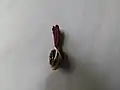 البذور