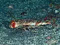 Dactyloptena orientalis