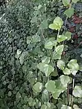 تسلق النبات