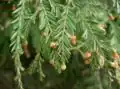 فرع ومخروطات على الأطراف