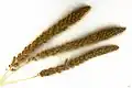 Setaria italica