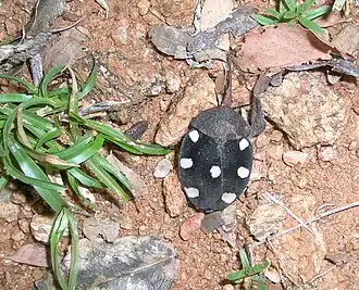 Females have shorter antennae